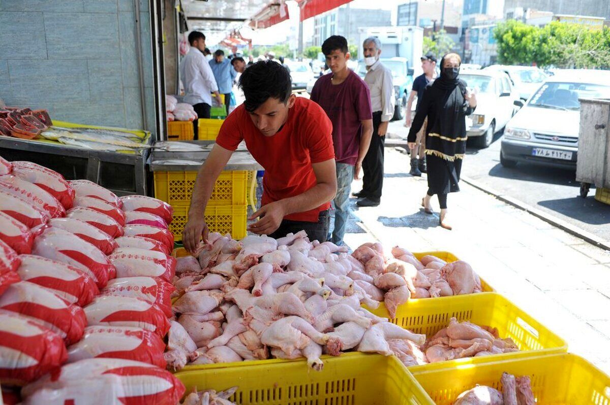 مدیرعامل اتحادیه مرغداران درباره علت گرانی مرغ: اشکال از واحد‌های فروش است
